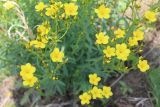 Linum flavum