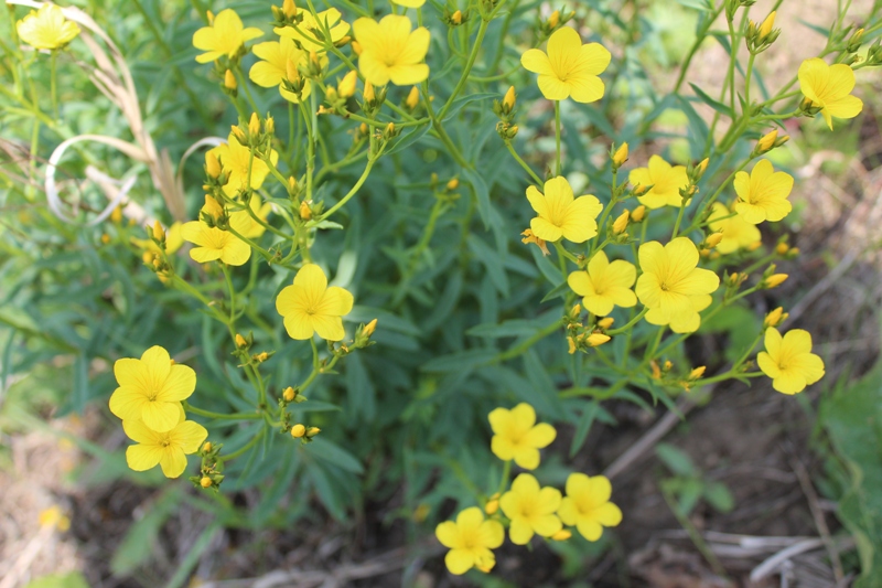 Изображение особи Linum flavum.