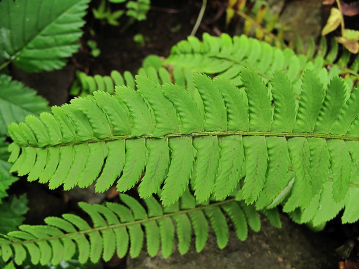 Изображение особи Polystichum craspedosorum.