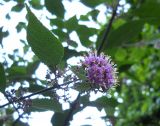 Callicarpa bodinieri