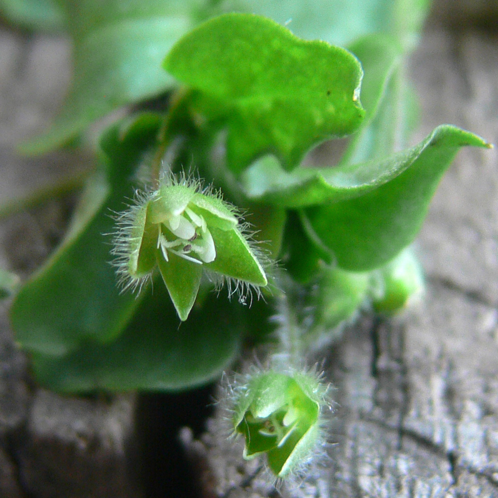 Image of Stellaria media specimen.