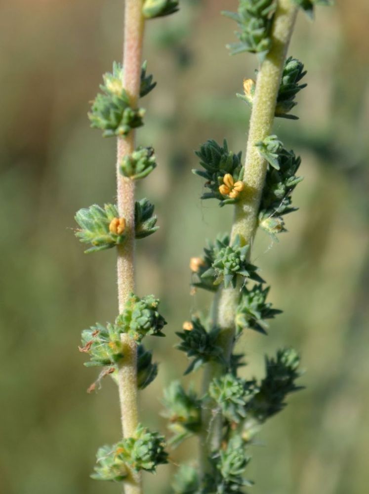 Image of Camphorosma monspeliaca specimen.