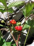 Rubus saxatilis