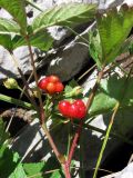 Rubus saxatilis. Веточка с плодами. Горный Крым, Бабуган-Яйла. 9 июля 2012 г.