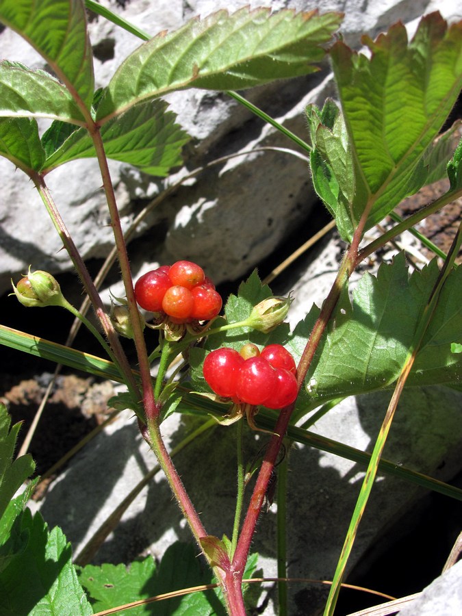 Изображение особи Rubus saxatilis.