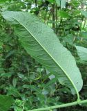 Salix &times; krausei