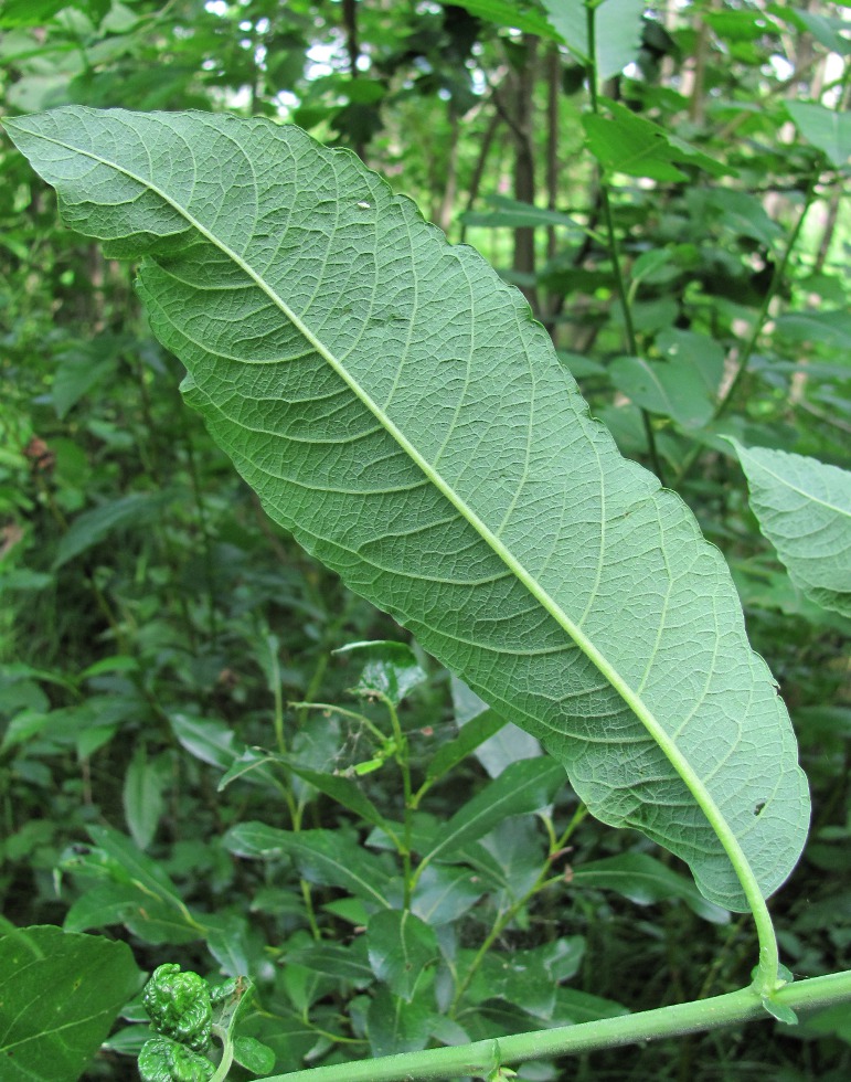 Изображение особи Salix &times; krausei.
