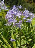 Agapanthus africanus. Соцветие. Южный берег Крыма, Никитский ботанический сад. 21 июля 2012 г.