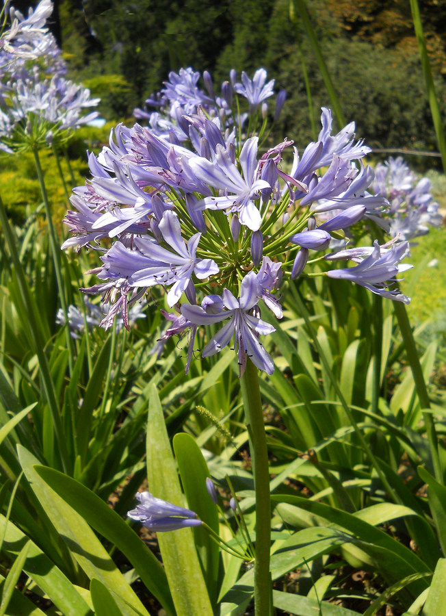 Image of Agapanthus africanus specimen.