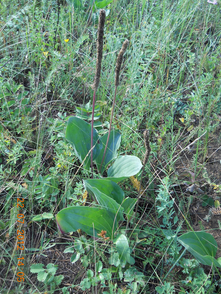 Image of Plantago maxima specimen.