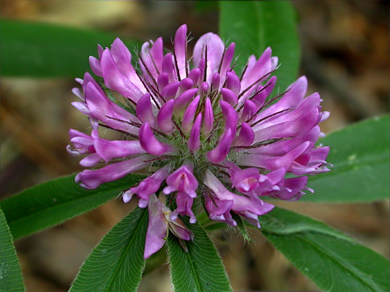 Изображение особи Trifolium alpestre.