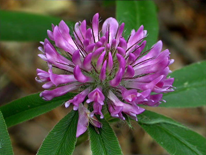 Image of Trifolium alpestre specimen.