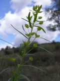 Euphorbia kaleniczenkoi. Верхушка цветущего растения. Украина, Луганская обл., г. Кировск, сухой луг. Сентябрь 2012 г.