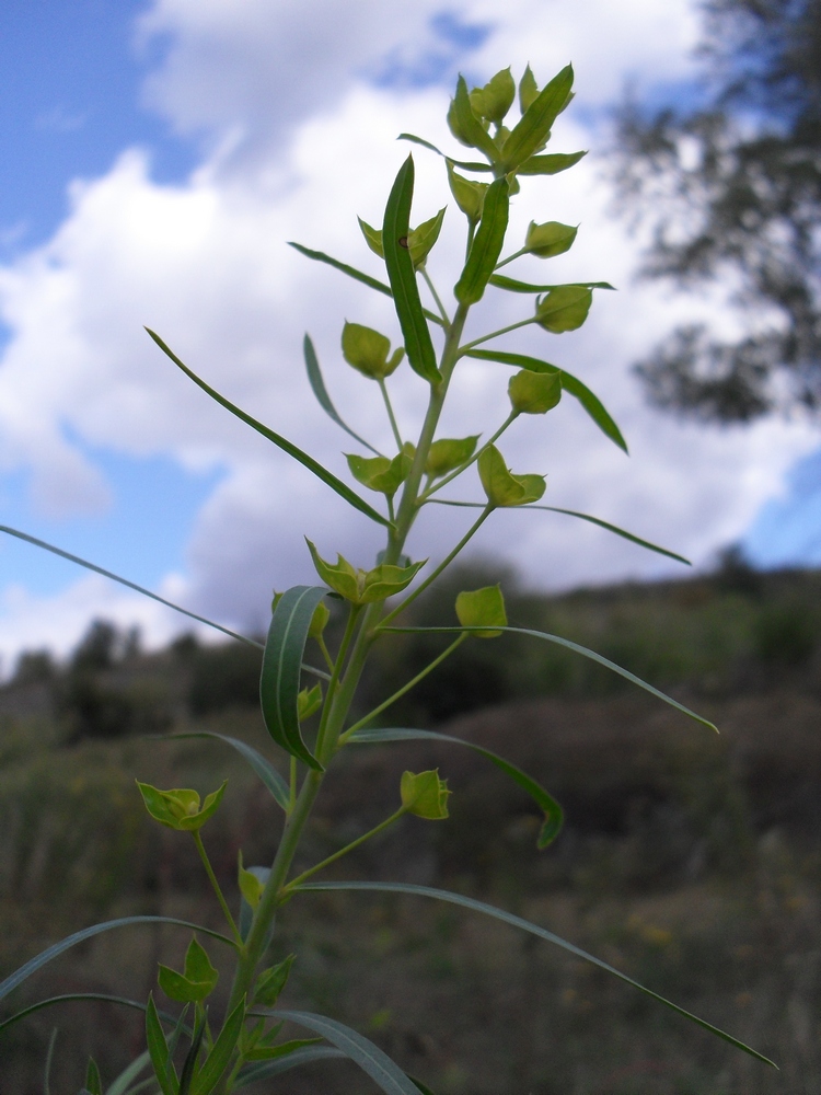 Image of Euphorbia kaleniczenkoi specimen.