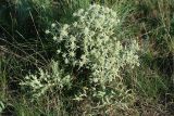 Eryngium campestre. Цветущее растение. Республика Калмыкия, окр. с. Ульдючины, степь. 22.07.2012.