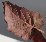 Corylus avellana. Обратная сторона листа молодого побега (f. 'Fuscorubra'). Германия, г. Кемпен, в культуре. 09.09.2012.