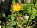 Taraxacum confusum