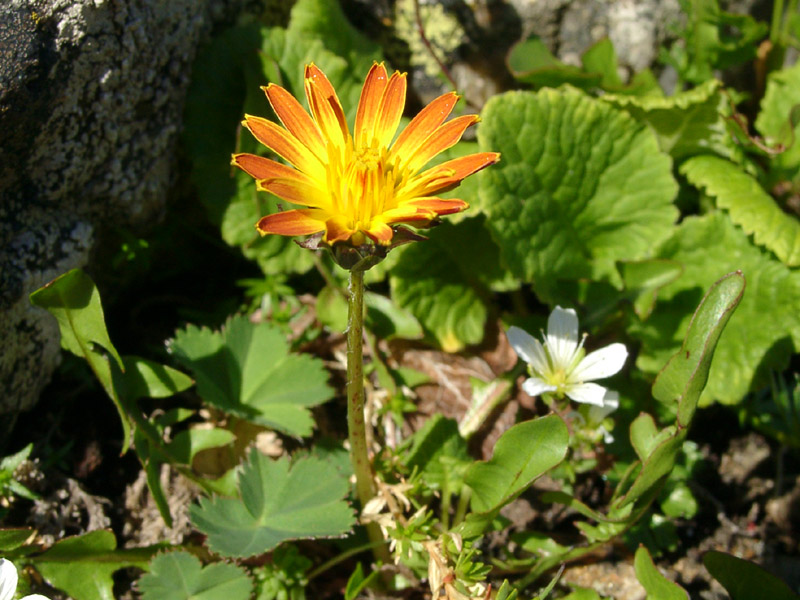 Изображение особи Taraxacum confusum.