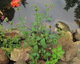 Bidens frondosa