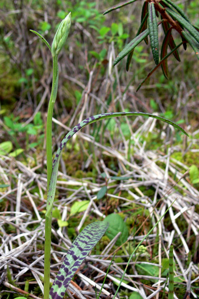 Image of Dactylorhiza fuchsii specimen.