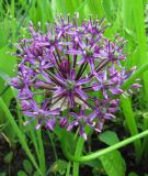 Allium altissimum