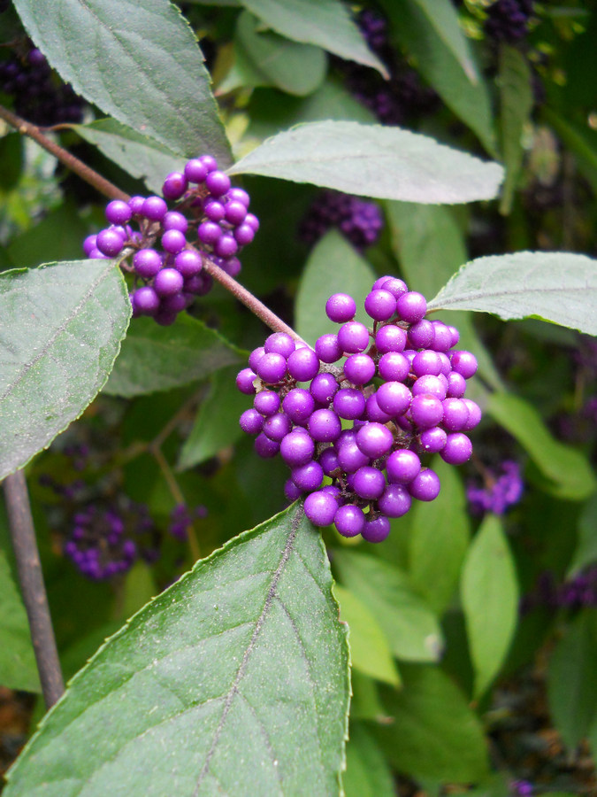 Image of Callicarpa bodinieri specimen.