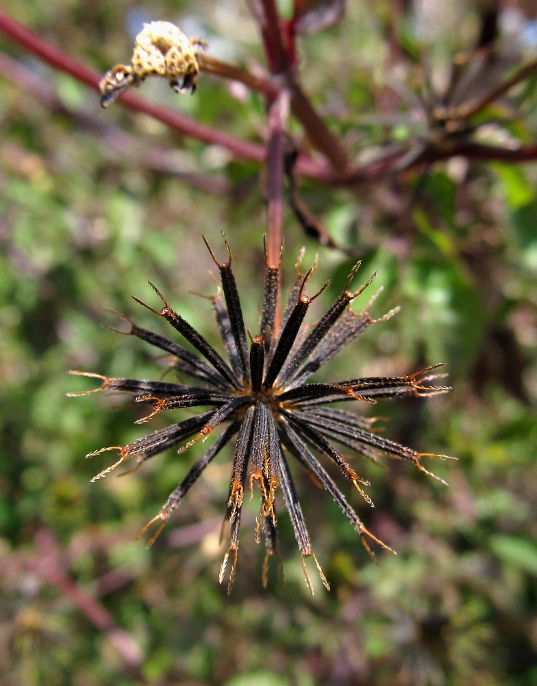 Image of Bidens pilosa specimen.