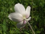 Image of taxon representative. Author is Сергей Соколенко