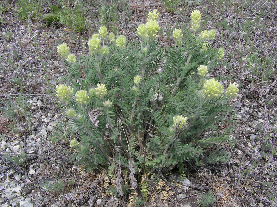 Изображение особи Oxytropis pilosa.