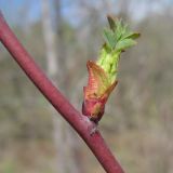 Rosa glauca