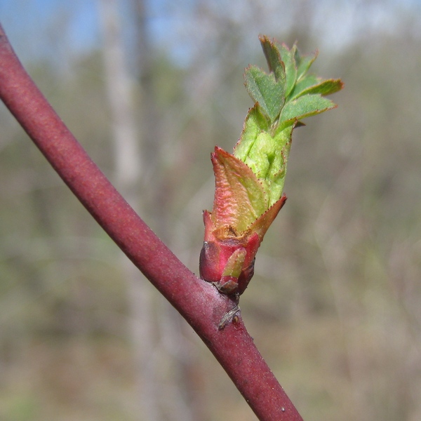 Image of Rosa glauca specimen.