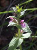 Stachys arabica. Верхушка цветущего растения. Israel, Mount Carmel. 21.03.2008.