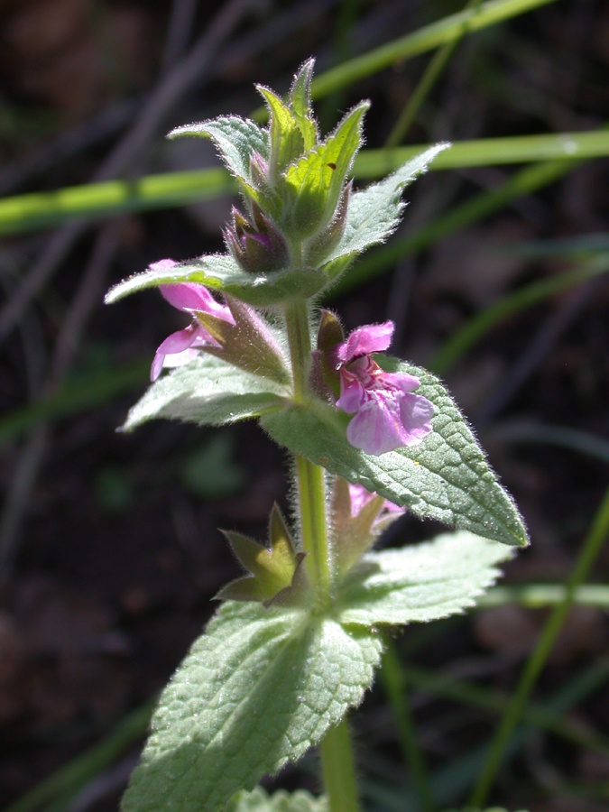Image of Stachys arabica specimen.