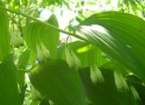 Polygonatum maximowiczii