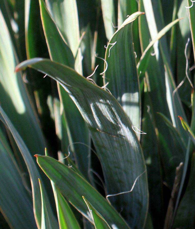 Изображение особи Yucca filamentosa.