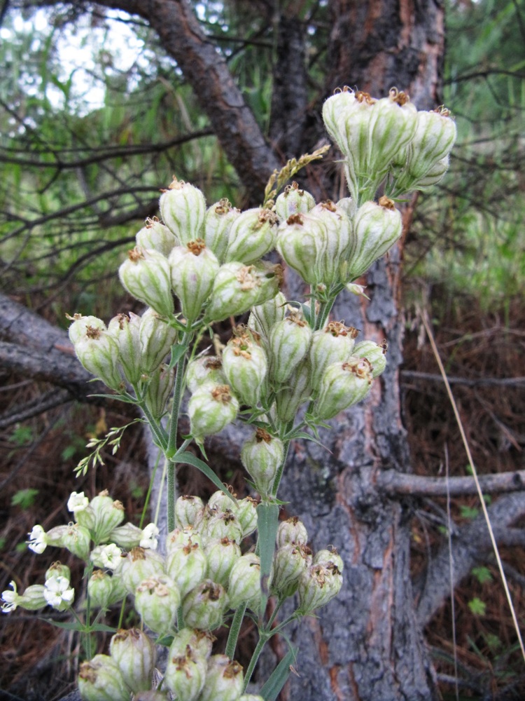 Изображение особи Silene amoena.