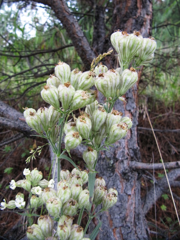 Image of Silene amoena specimen.