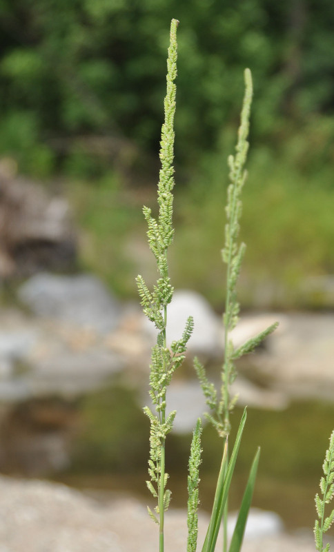 Image of Beckmannia syzigachne specimen.