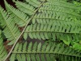 Athyrium monomachii. Часть вайи с сорусами (вид снизу). Владивосток, Академгородок. 24 июня 2012 г.