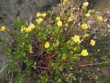 Ranunculus repens