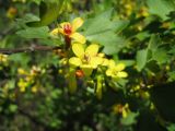 Ribes aureum