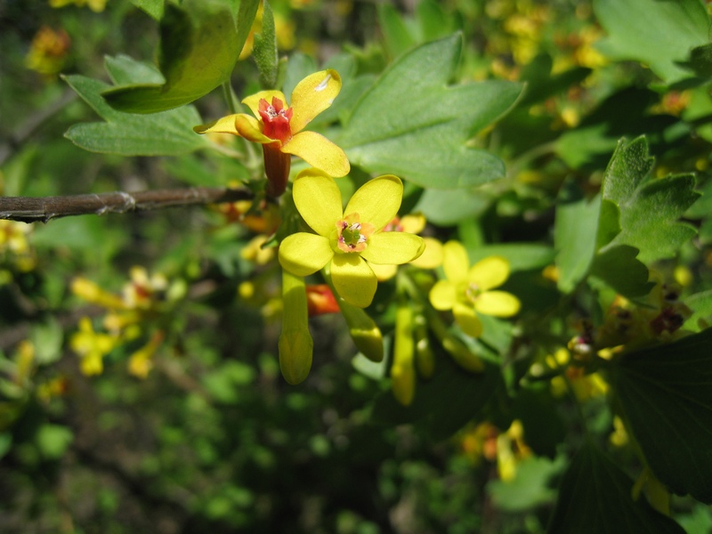 Image of Ribes aureum specimen.