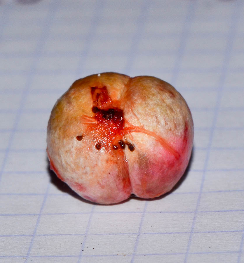 Image of Eugenia uniflora specimen.