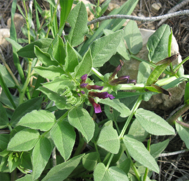 Изображение особи Vicia narbonensis.