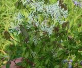 Thalictrum contortum