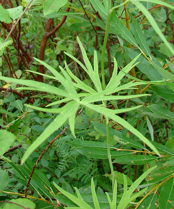 Image of Delphinium cheilanthum specimen.