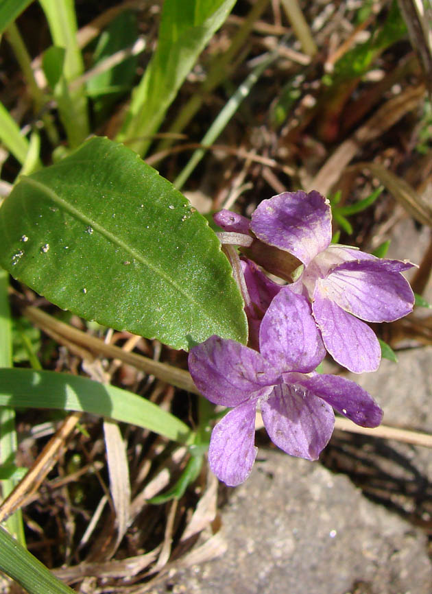 Изображение особи Viola gmeliniana.