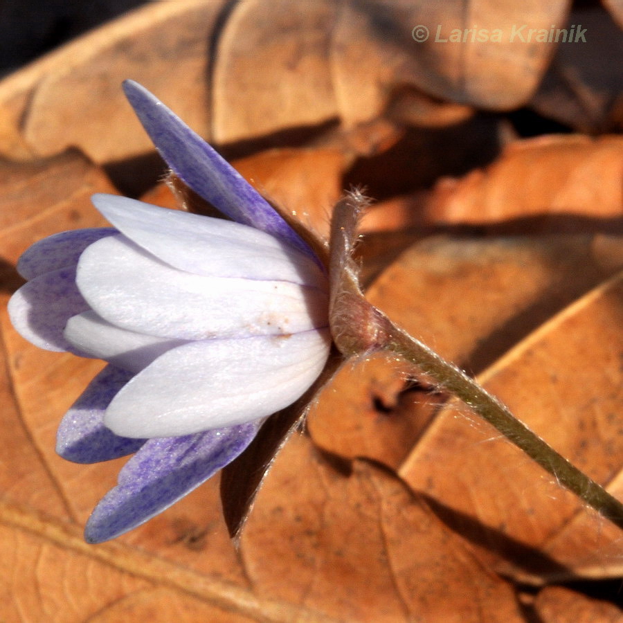 Image of Hepatica asiatica specimen.