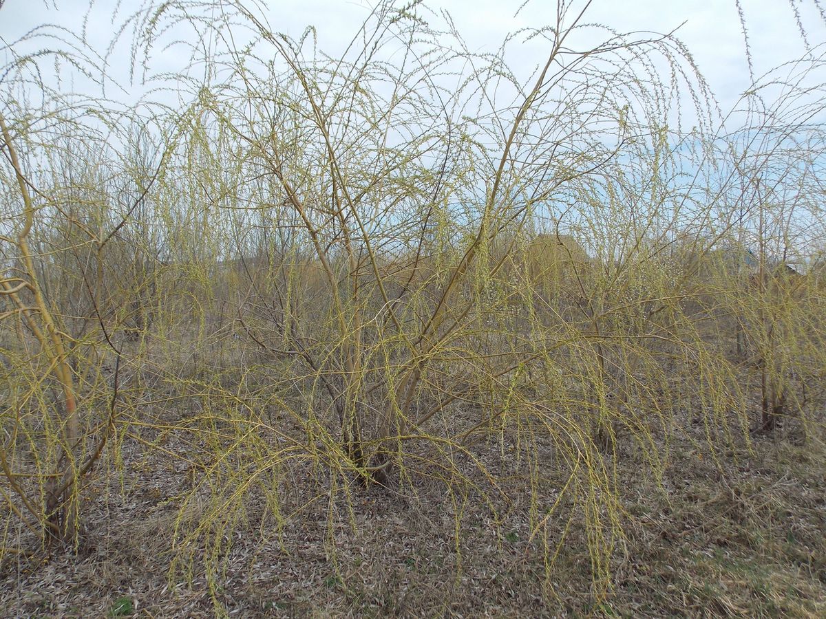 Image of Salix &times; sepulcralis specimen.