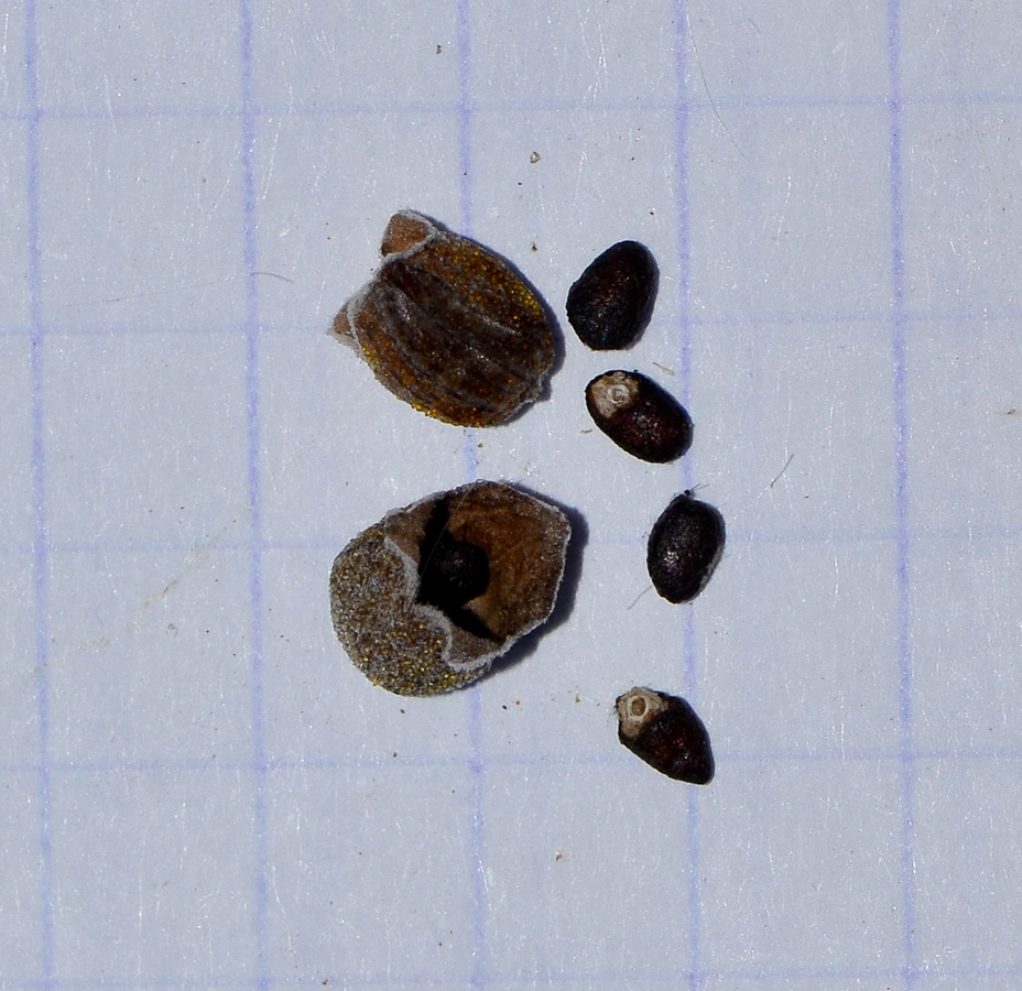 Image of Rosmarinus officinalis specimen.
